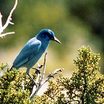 Pinyon Jay